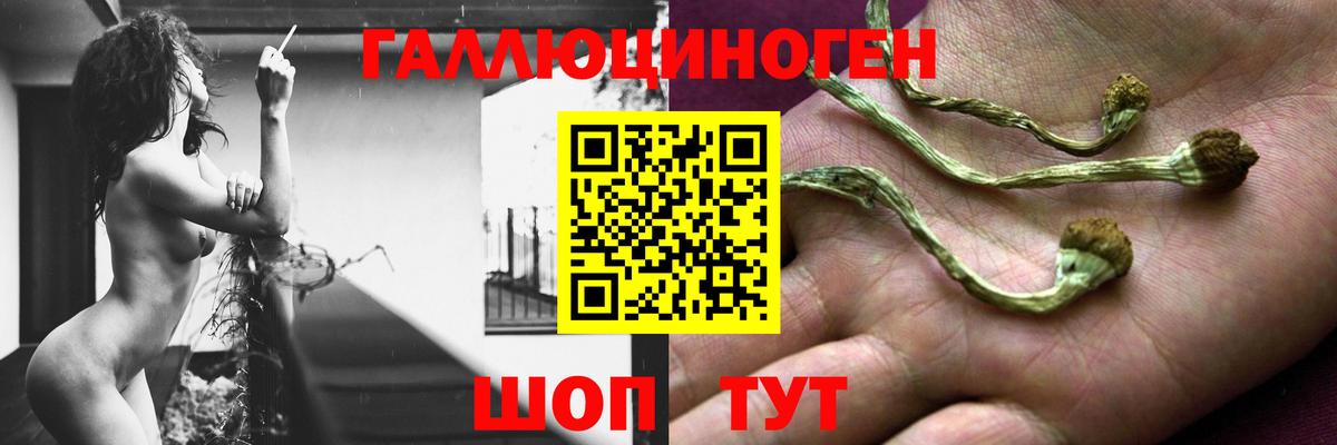 Галлюциногенные грибы Psilocybine cubensis Нововоронеж